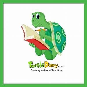 Read more about the article Turtle Diary